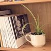 photobooks on a bookshelf with a plant