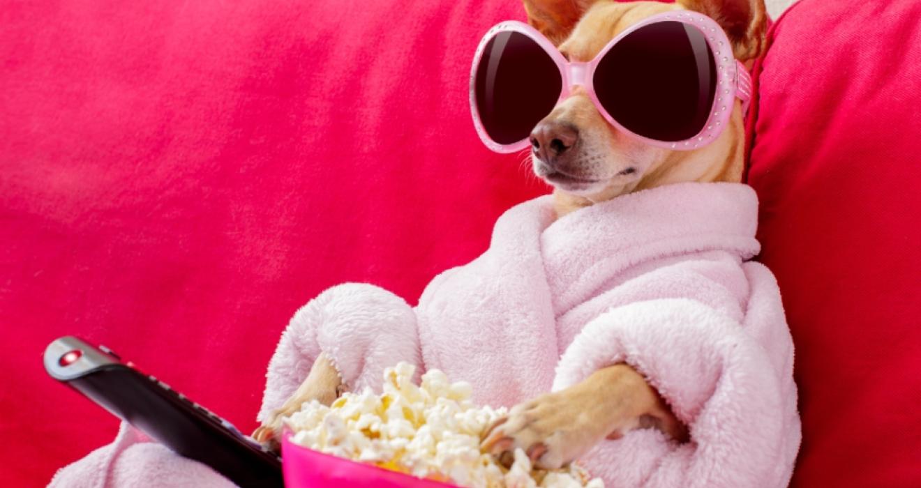 picture of a dog watching tv with sunglasses and a dressing gown with popcorn on a pink sofa