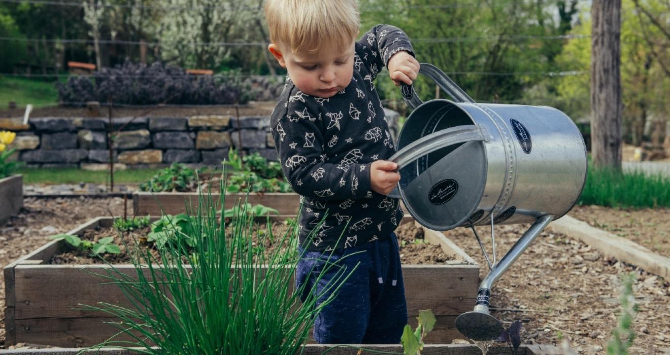 picture of a child watering a vegetable patch