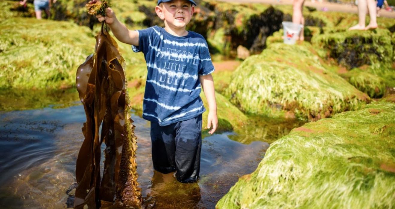 picture of a boy on the beach holding a big bit of seaweed