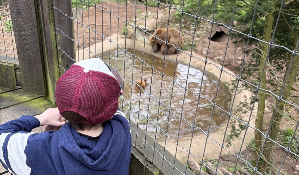 picture of a child watching the bears in their enclosure at Wildwood Escot on a family day