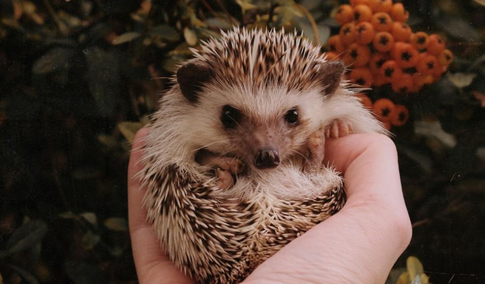 Hedgehog being held in someones hands