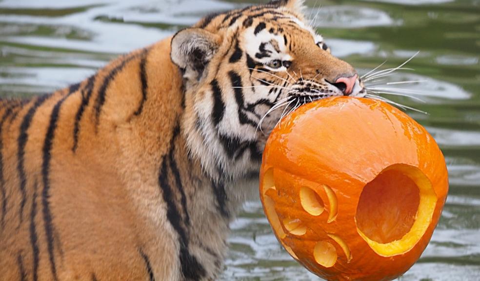 picture of Amur tigers play with pumpkins at ZSL Whipsnade Zoo