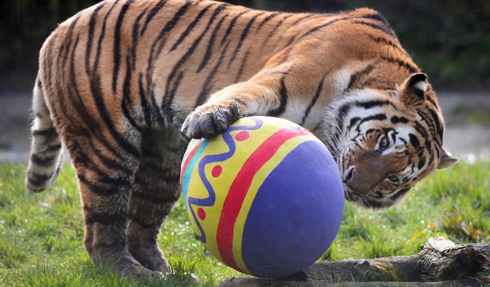 picture of An Amur tiger on an egg hunt at whipsnade zoo