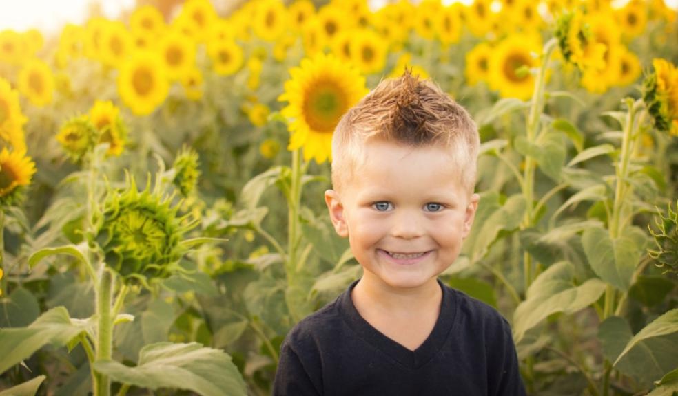 a child in a field of sunflowers picture of a child in a field of sunflowers