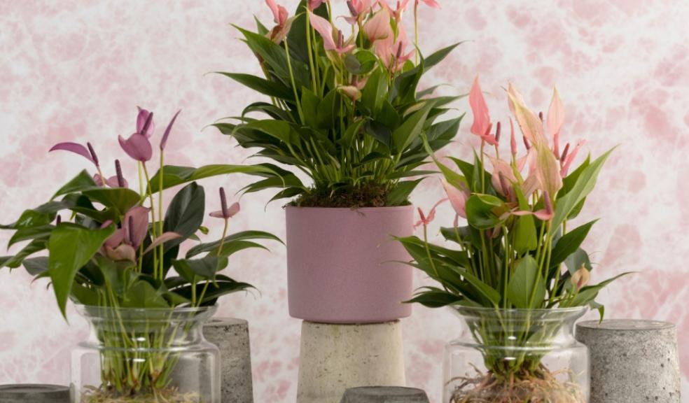 picture of Dobbies mothers day houseplants