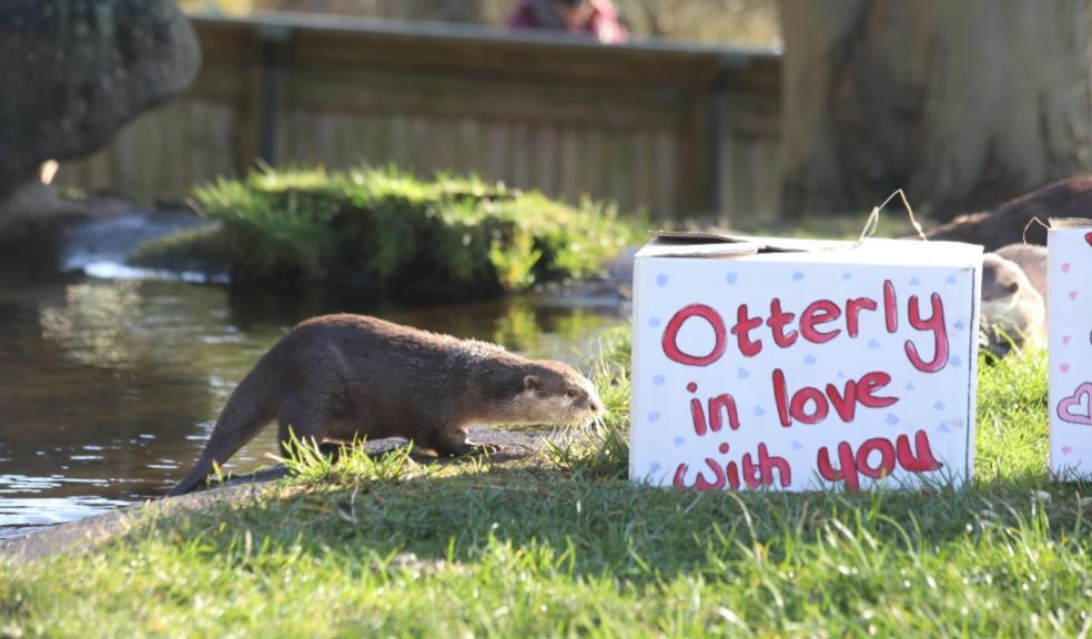 picture of Edinburgh Zoo otter Valentines day