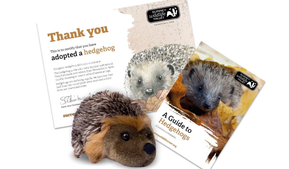 picture of an adopt a hedgehog gift from the devon wildlife trust