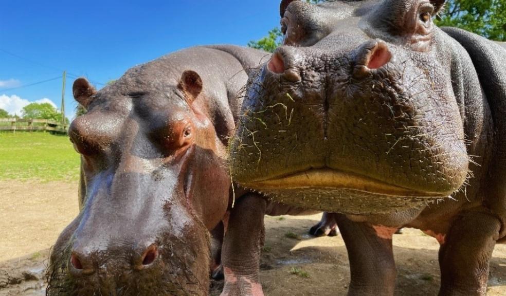 picture of Hippos at Whipsnade Zoo