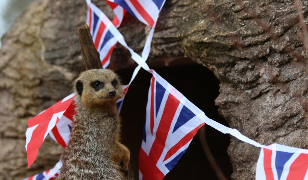 picture of Meerkats at Whipsnade Zoo celebrating the Kings coronation Whipsnade Zoo