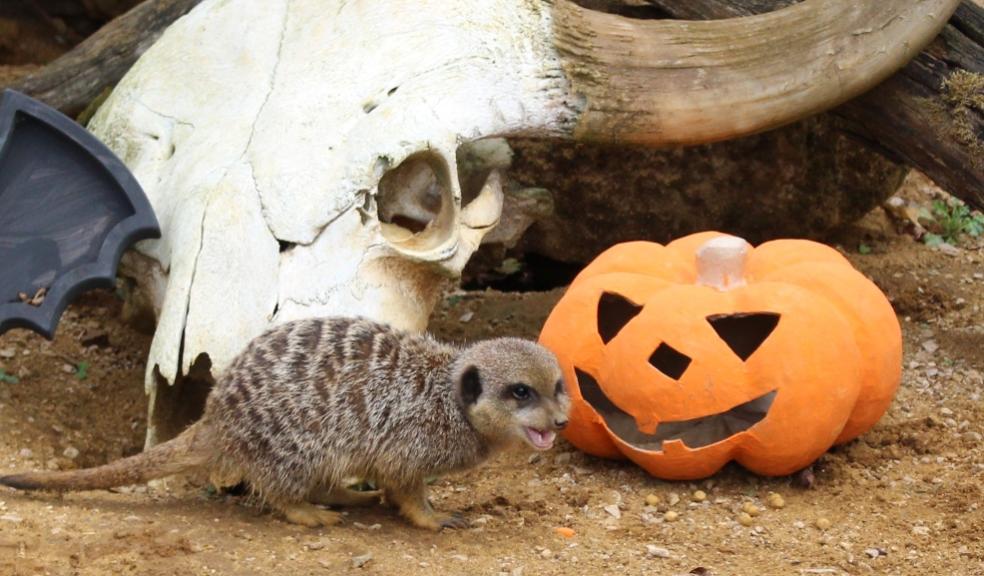 Meerkats at Whipsnade Zoo picture of Meerkats at Whipsnade Zoo