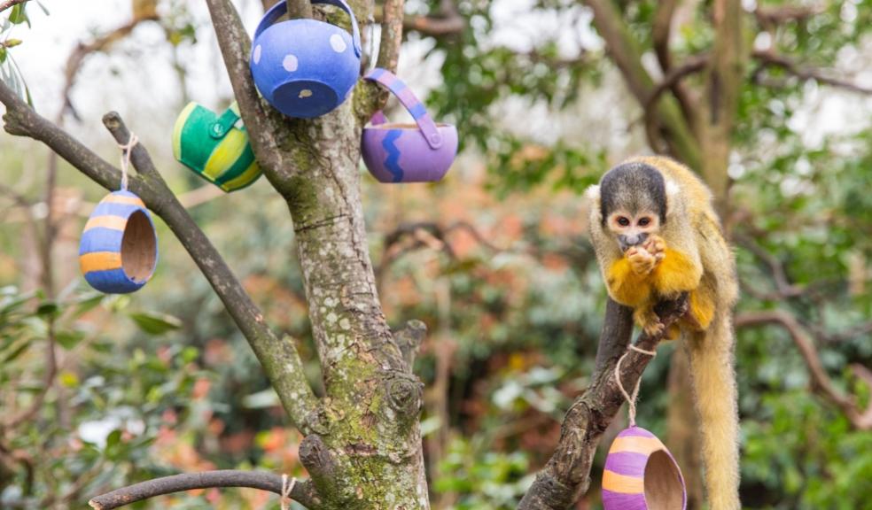 picture of Squirrel monkeys at London Zoo enjoy Easter egg