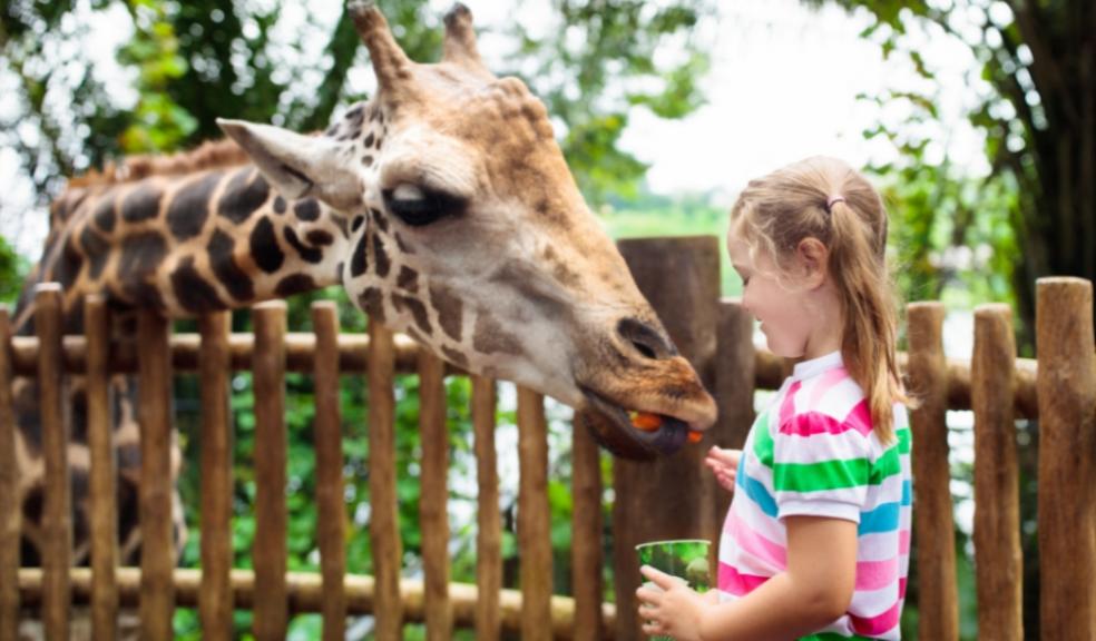 Picture of a child feeding a giraffe at a zoo