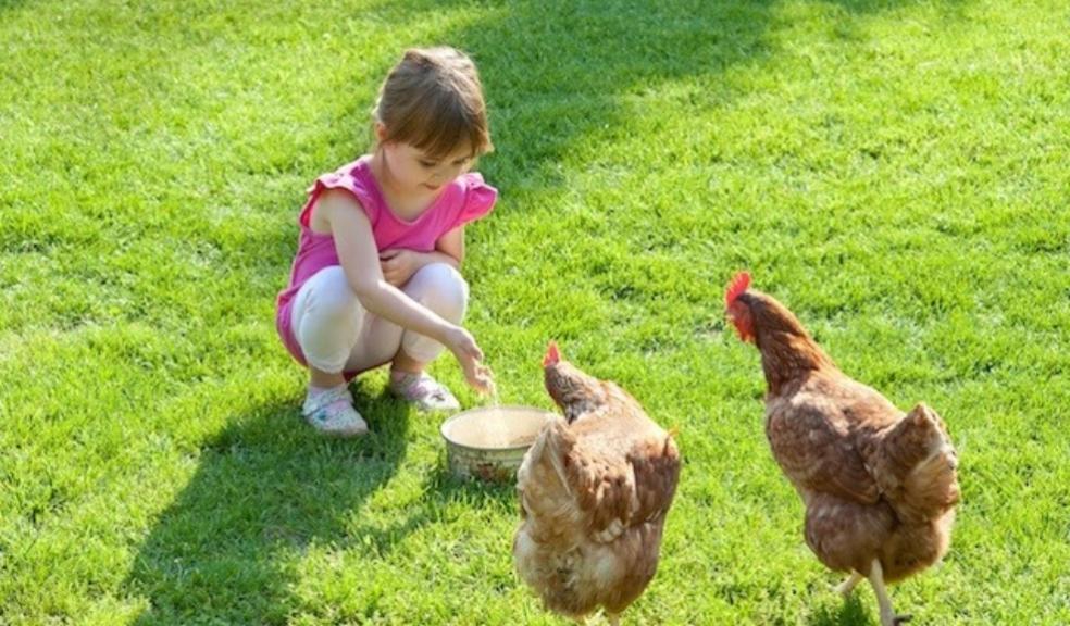 picture of a child feeding chickens