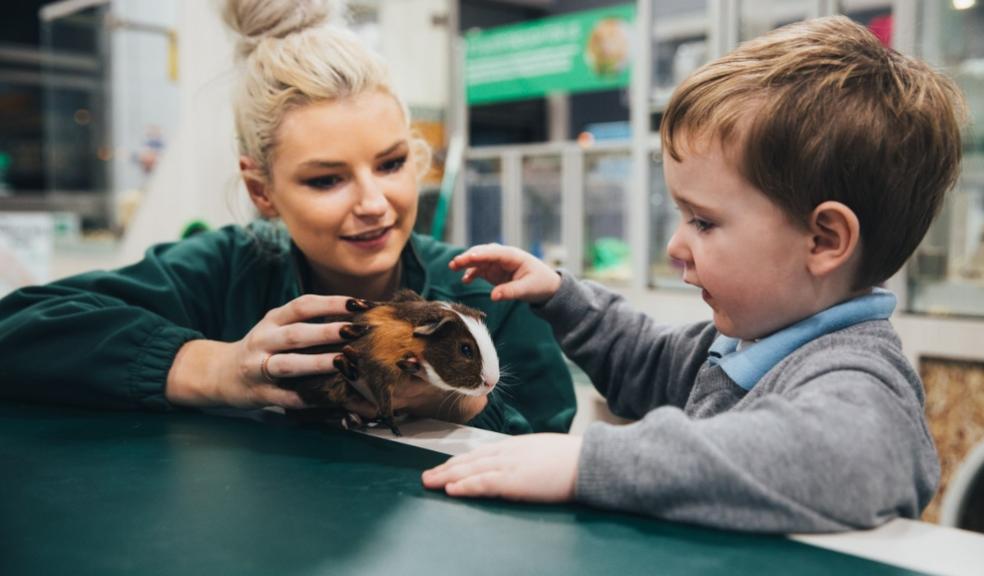 picture of a child petting a guinea pig 