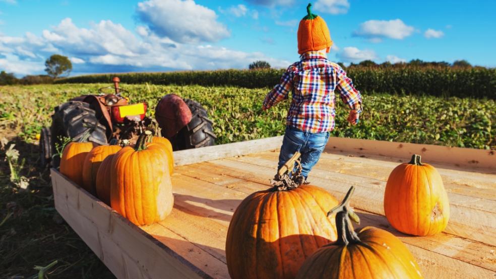 picture of a child pumpkin picking