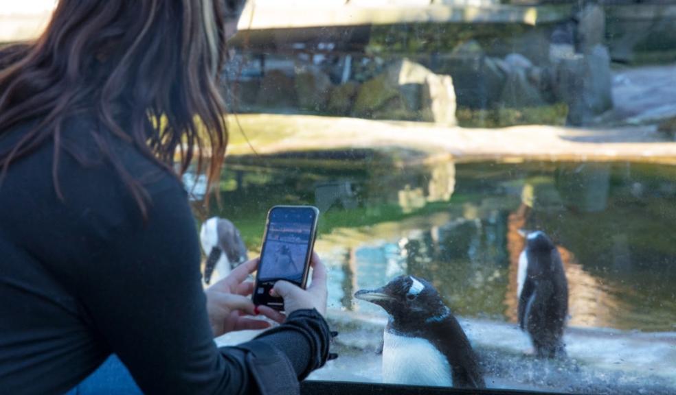 picture of someone taking a picture of a Penguin at edinburgh Zoo