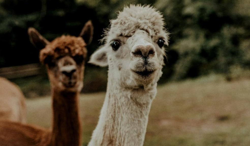 Picture of two alpacas at an animal experience