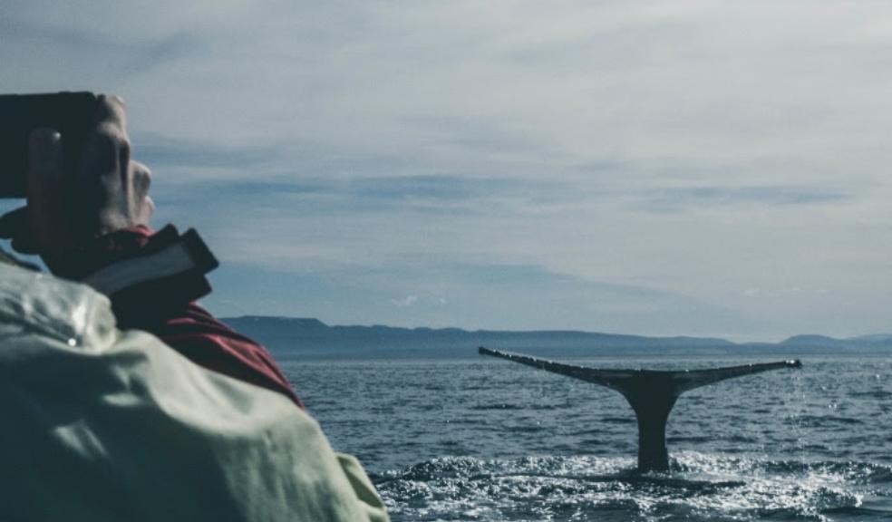 picture of people whale watching