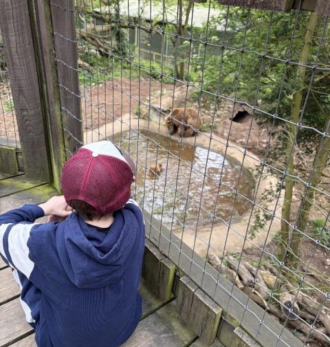 picture of a child watching the bears in their enclosure at Wildwood Escot on a family day