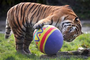 picture of An Amur tiger on an egg hunt at whipsnade zoo