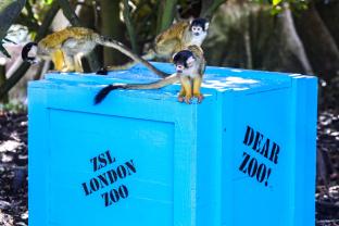 picture of Squirrel monkeys with Dear Zoo climbing frame at ZSL London Zoo