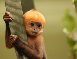 picture of Francois langur baby at Monkey Forest at Whipsnade Zoo