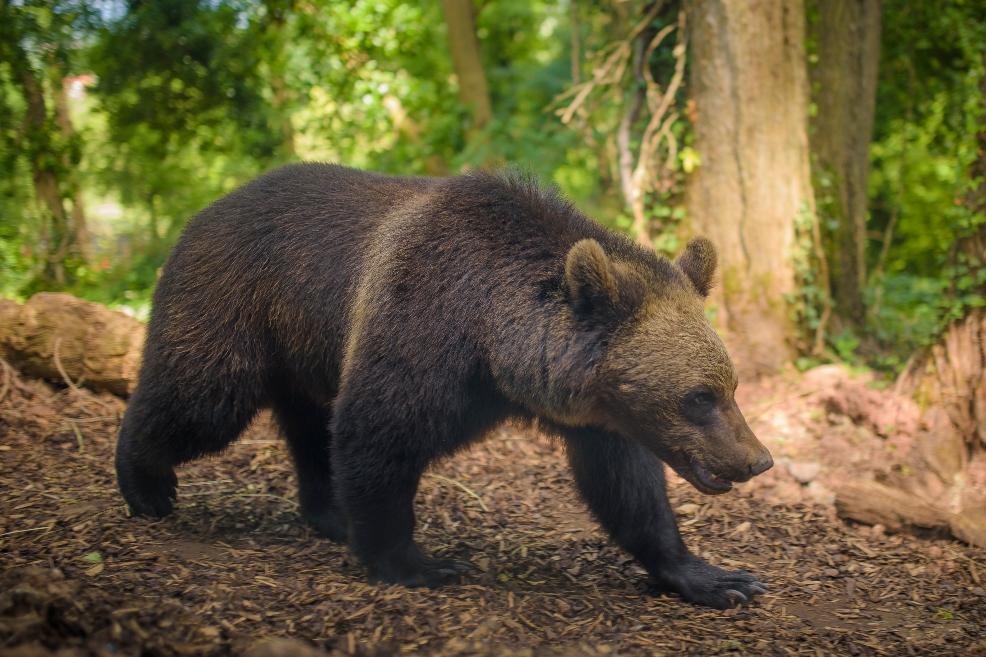 picture of albie the bear in bear wood