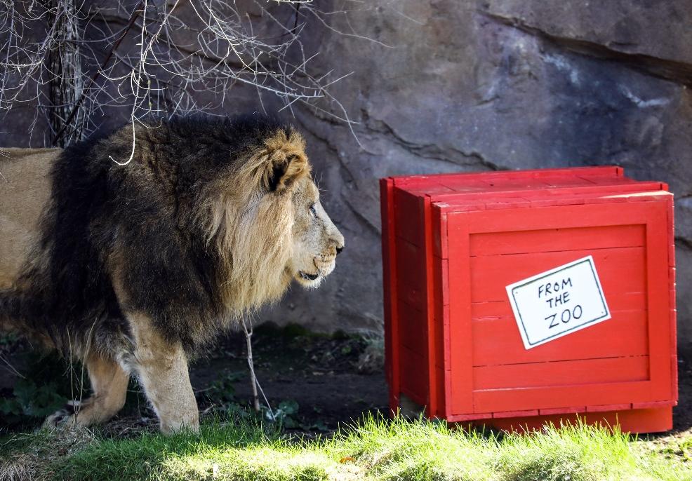 picture of Asiatic lion Bhanu with Dear Zoo crate at ZSL London Zoo