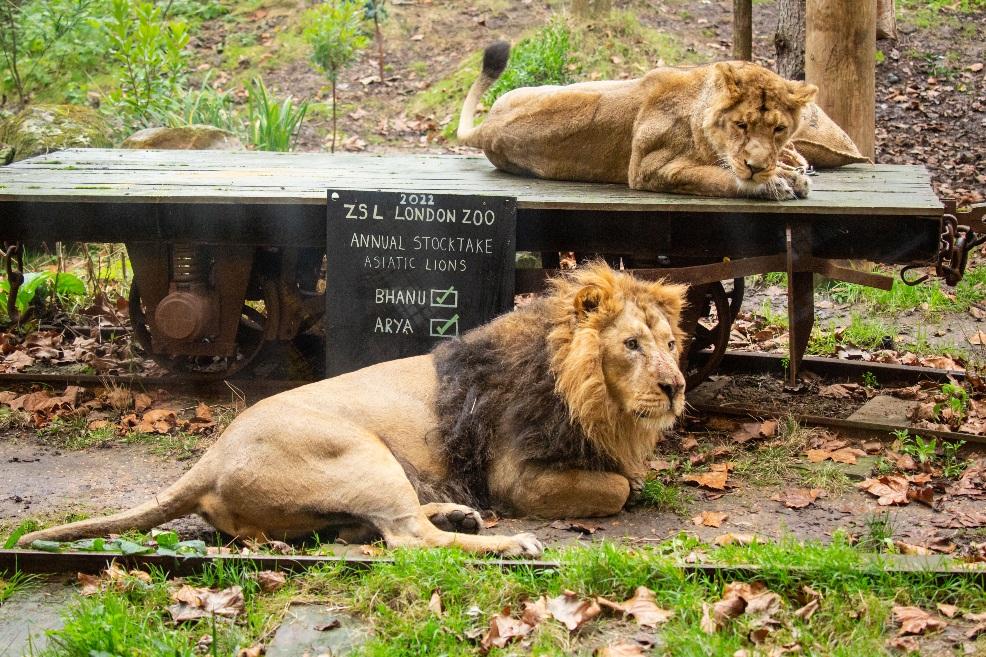 picture of asiatic lions at london zoo