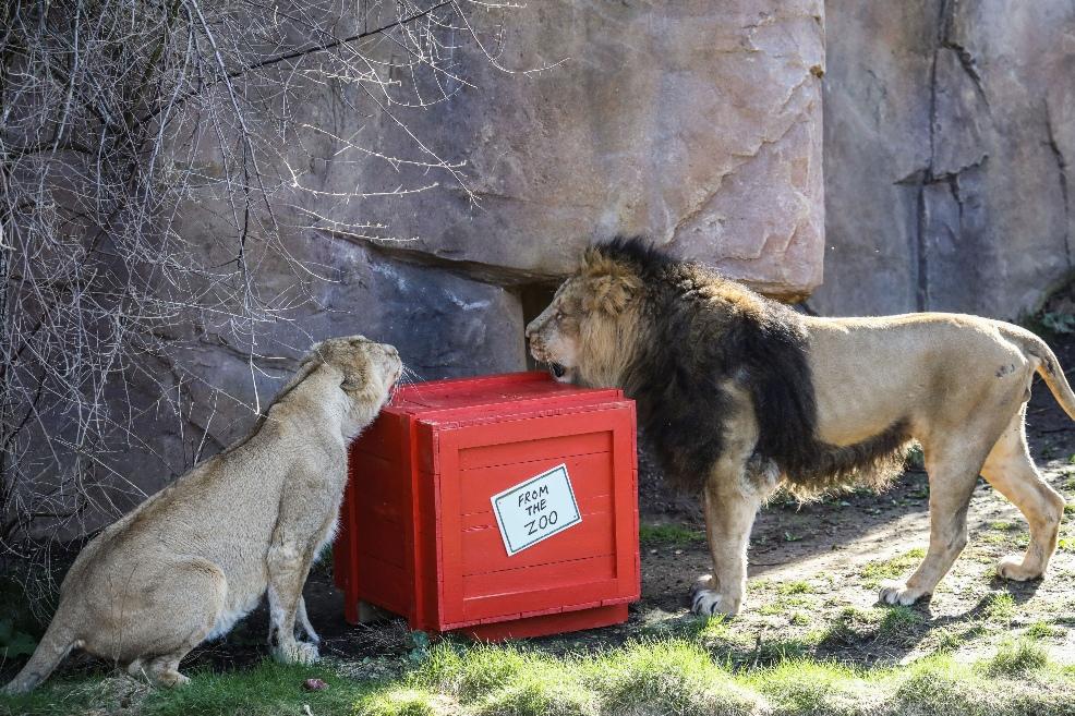 picture of Asiatic lions Bhanu and Arya enjoy Dear Zoo crate at ZSL London Zoo