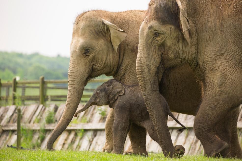 picture of Baby Asian elephant calf, Elizabeth, with two adult female elephants at ZSL Whipsnade Zoo