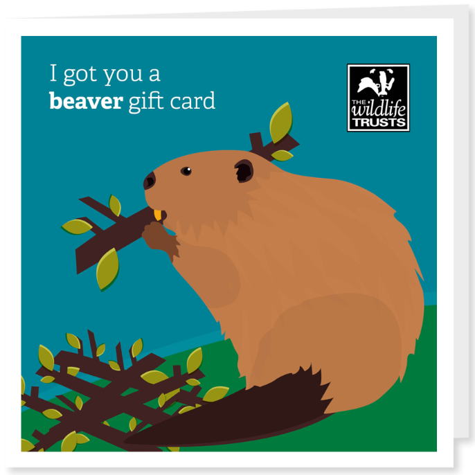 picture of a beaver gift card for devon wildlife trust