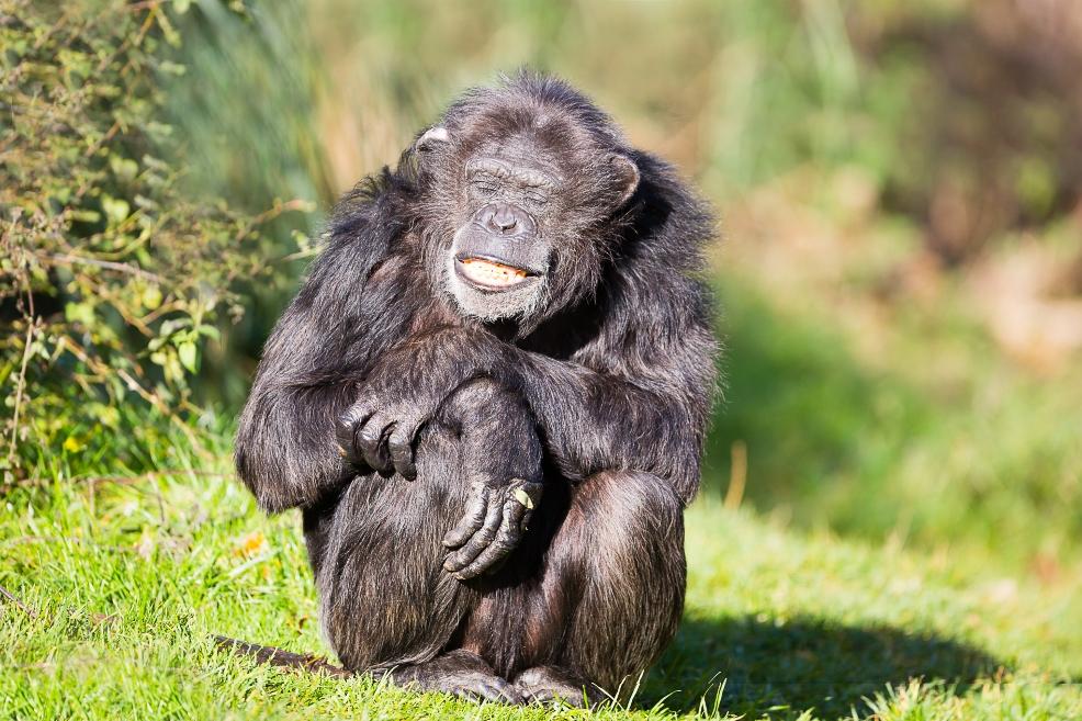 picture of Chimp at ZSL Whipsnade Zoo 