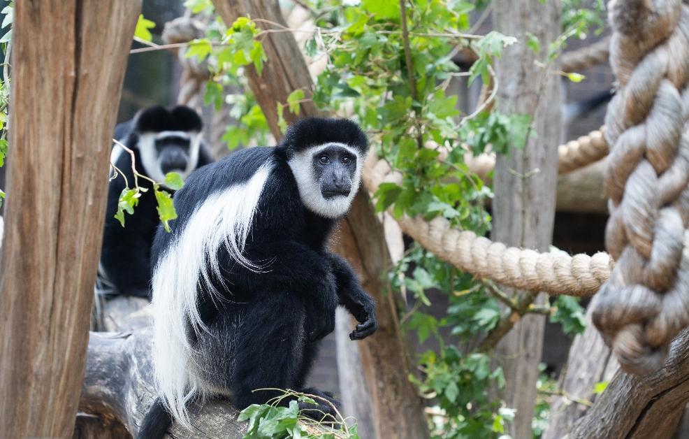 picture of Colobus monkey at ZSL London Zoo