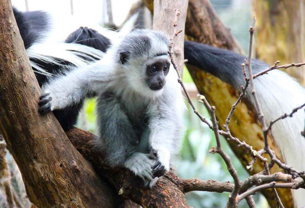 picture of Colobus monkey at ZSL London Zoo