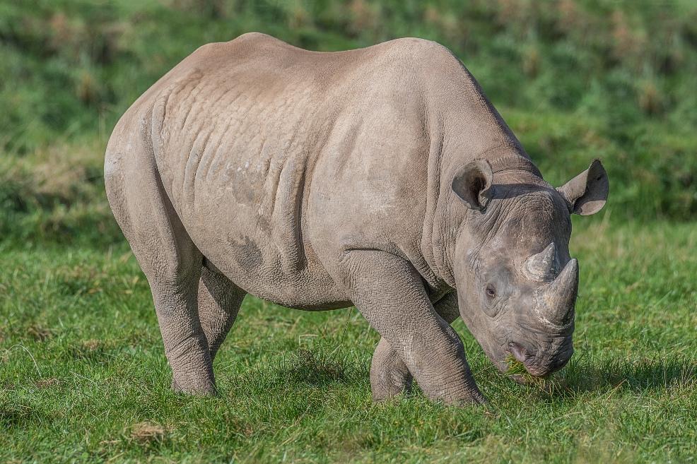 picture of an eastern black rhino