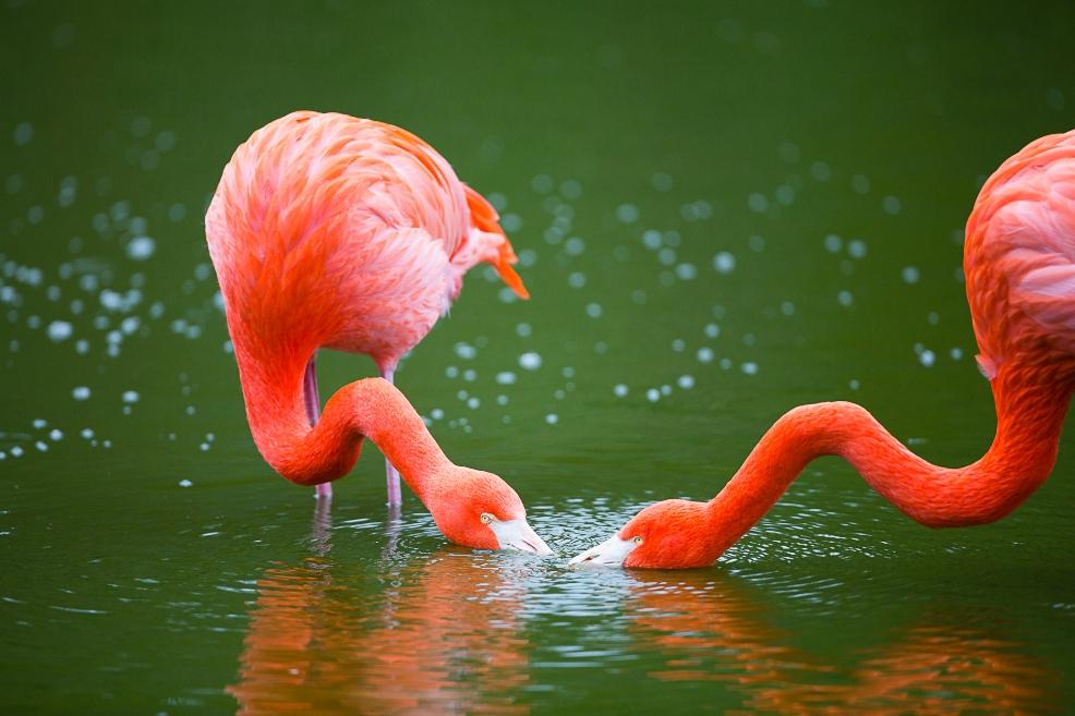 picture of Flamingos at ZSL Whipsnade Zoo