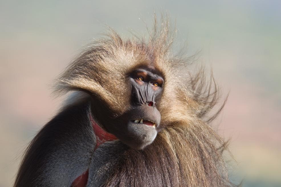 picture of gelada baboon