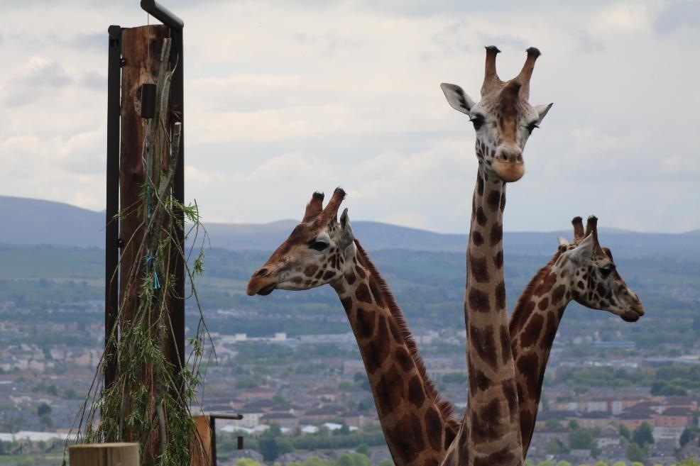 picture of Giraffes at Edinburgh Zoo