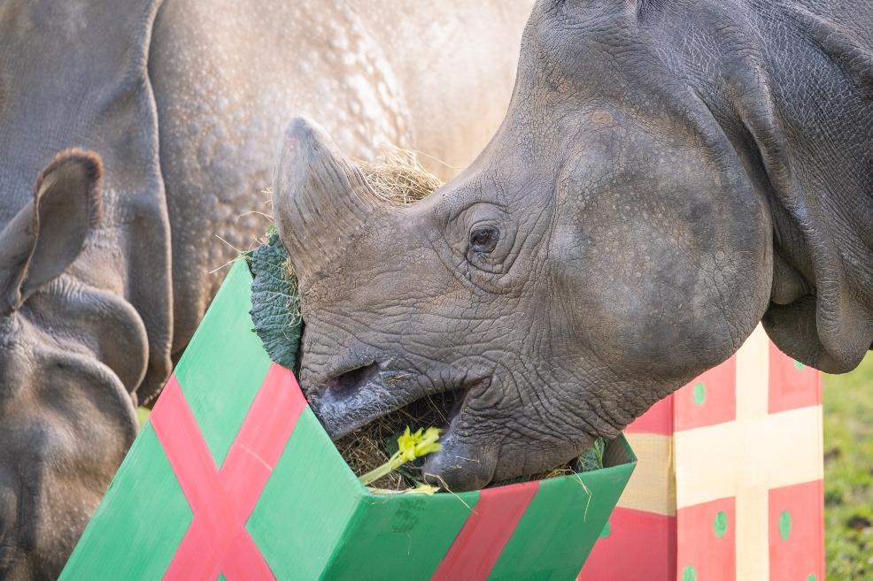 picture of Greater one horned rhino Christmas presents Whipsnade Zoo