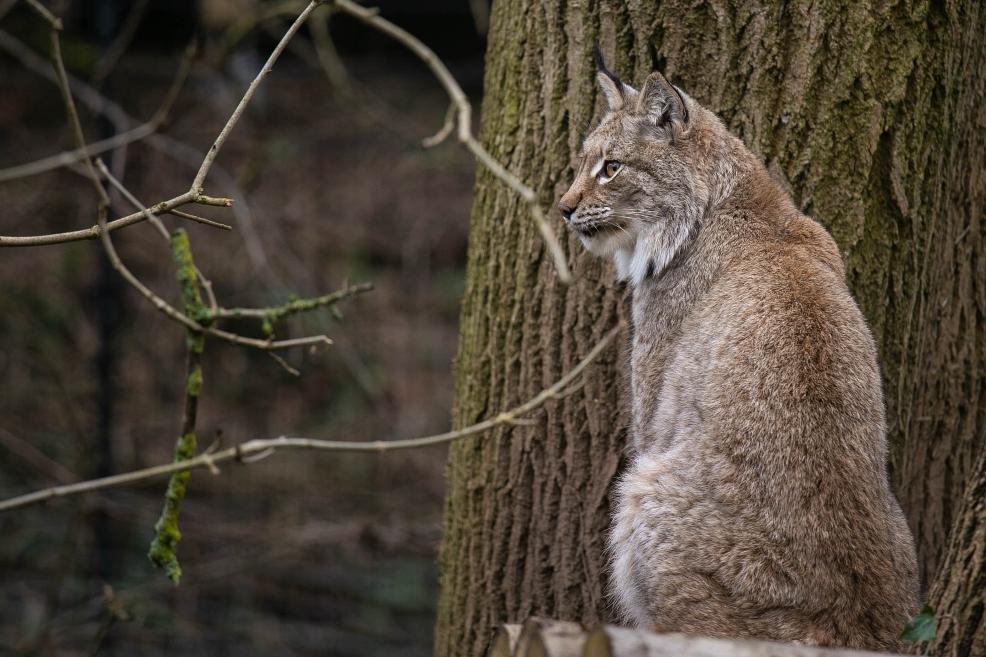 picture of a lynx at bear wood at the wild place project