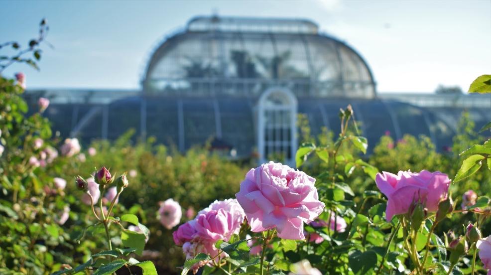picture of the palm house at kew gardens