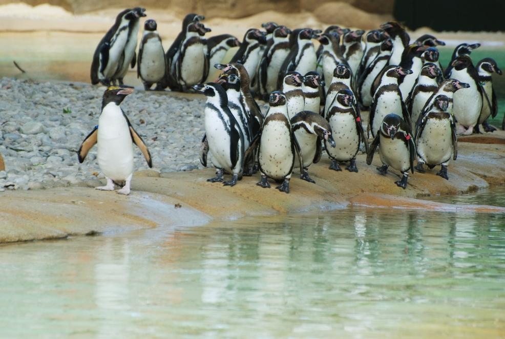 picture of penguin beach at london zoo