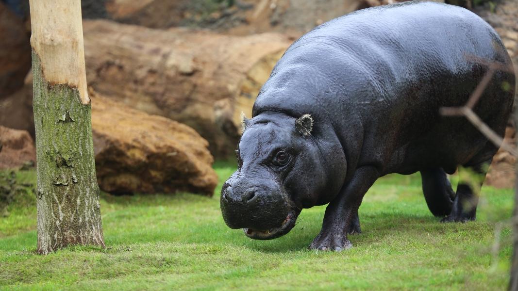 Picture of Pygmy Hippo at ZSL London Zoo
