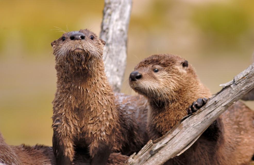 picture of river otters
