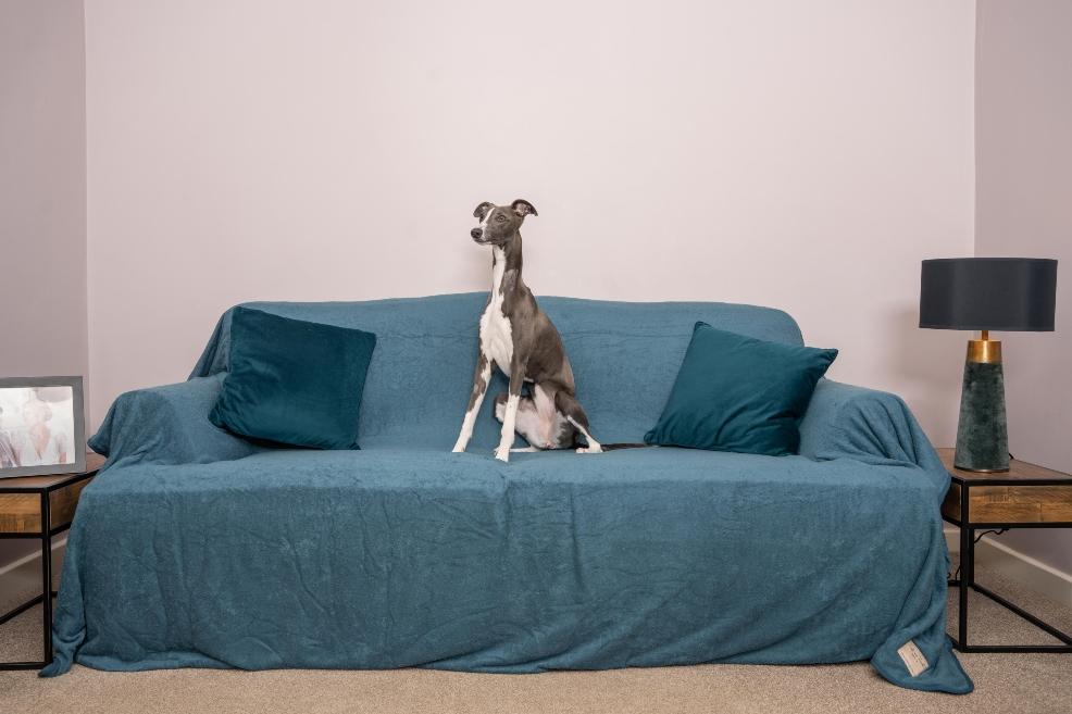 picture of Teal Towelling Sofa Throw for Dogs