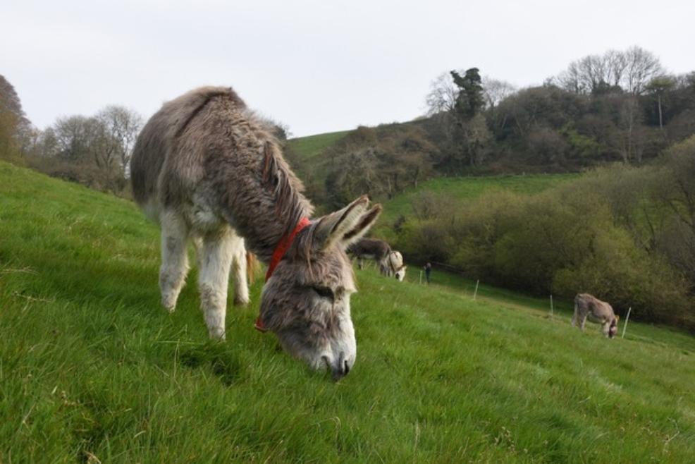 picture of donkeys at the donkey sanctuary sidmouth