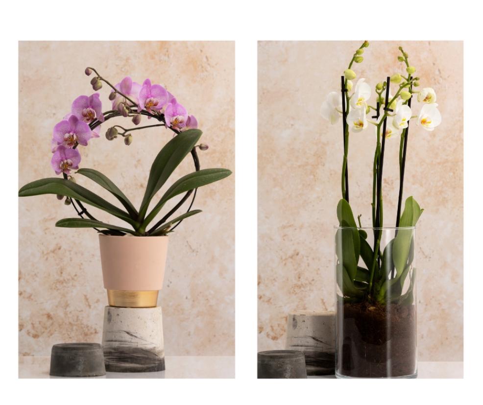 picture of Dobbies mothers day houseplants