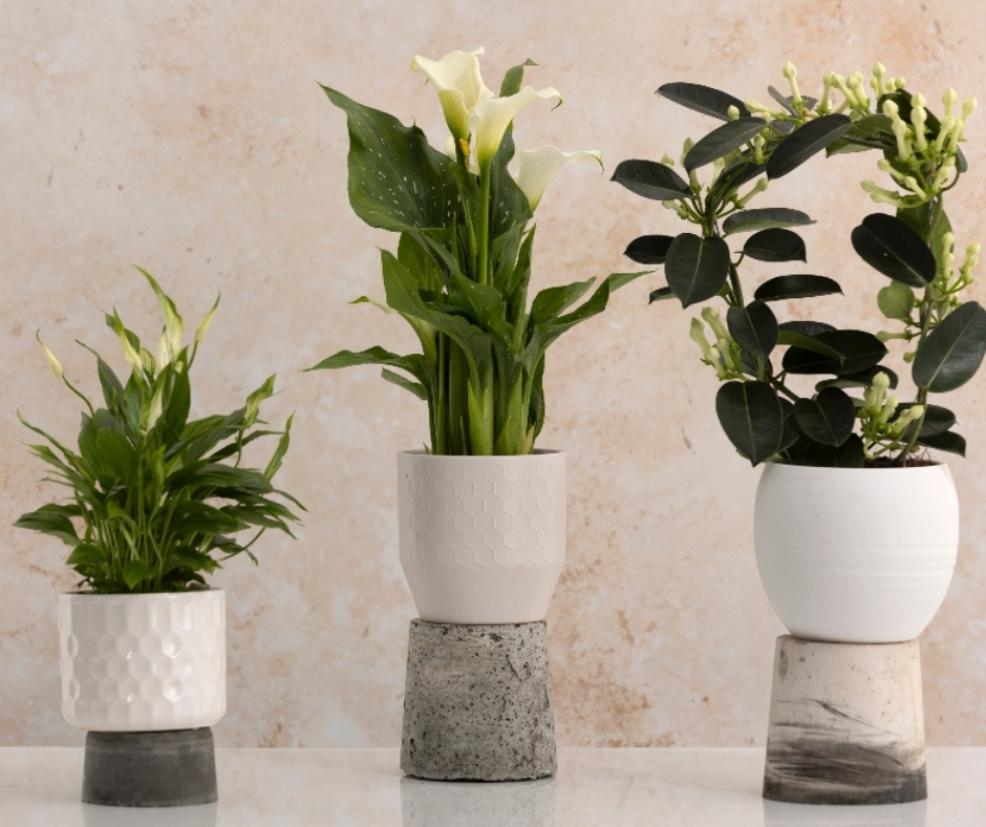 picture of Dobbies mothers day houseplants